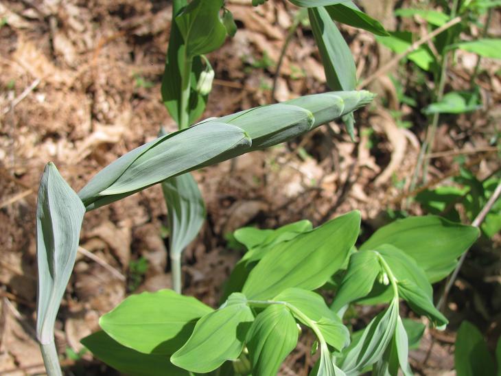 Polygonatum multiflorum